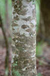 Florida maple <BR>Southern sugar maple